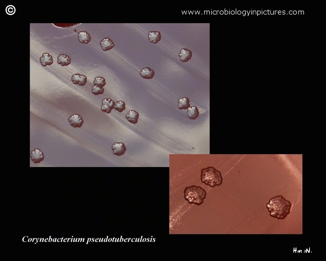 corynebacterium pseudotuberculosis close-up